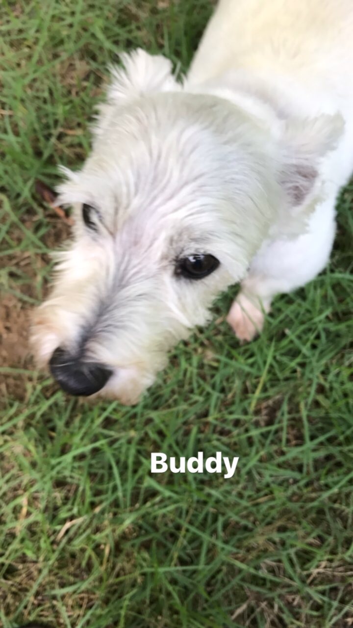 Buddy